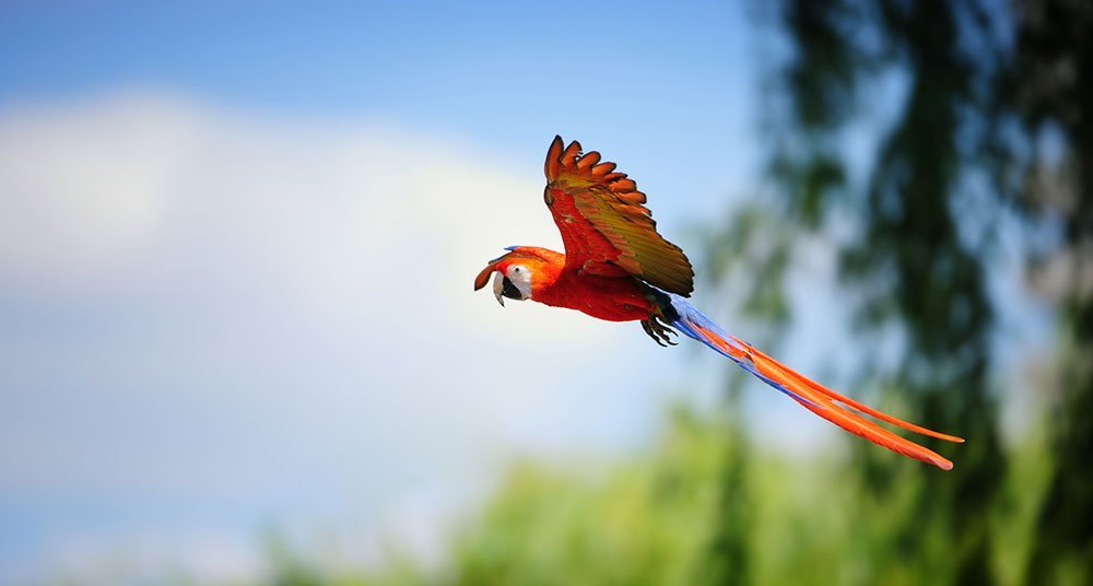 Guacamaya